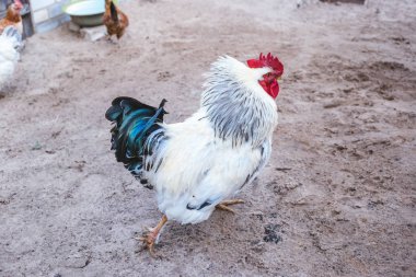 Horoz köyün yere yaz aylarında beyaz.