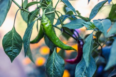 Bahçe içinde güzel biber.