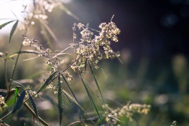 Kenevir ve esrar günbatımı dalı. Gence, kenevir güzel ağaç