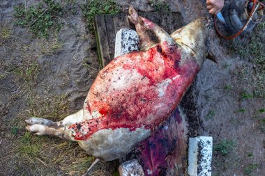 Aile içi domuz kesim önce yakıcı. Domuz saç kaldırılması.