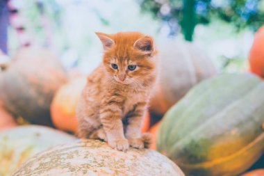 Kabaklar yığını üzerinde oturan sevimli kırmızı kedi yavrusu.