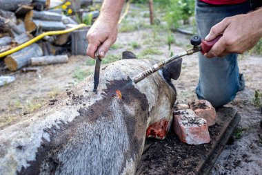 Aile içi domuz kesim önce yakıcı. Domuz saç kaldırılması.