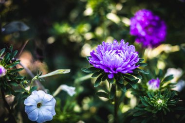 Güzel menekşe çiçek bahçesinde