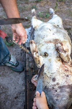 Aile içi domuz kesim önce yakıcı. Domuz saç kaldırılması.