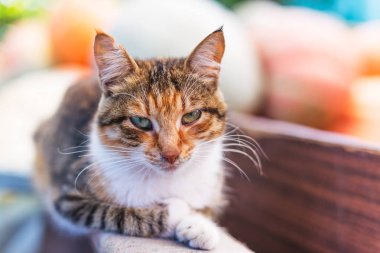 Bir güzel şirin kırmızı kedi portresi.