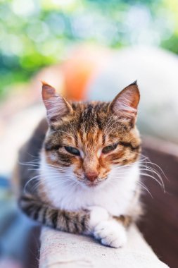 Bir güzel şirin kırmızı kedi portresi.