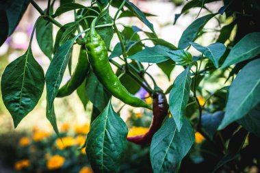 Bahçe içinde güzel biber.