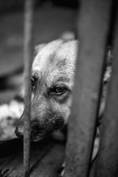 Ein Großer Trauriger Schäferhund Einer Alten Voliere Monochromes Foto — Stockfoto