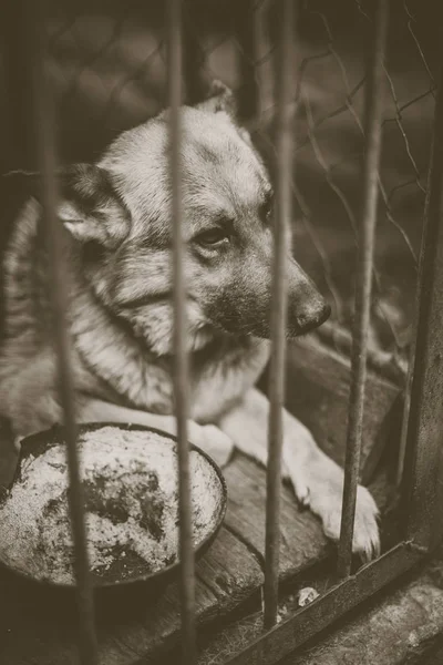 Big Sad Shepherd Old Aviary Monochrome Photo — Stock Photo, Image