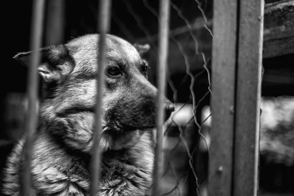 Ein Großer Trauriger Schäferhund Einer Alten Voliere Monochromes Foto — Stockfoto