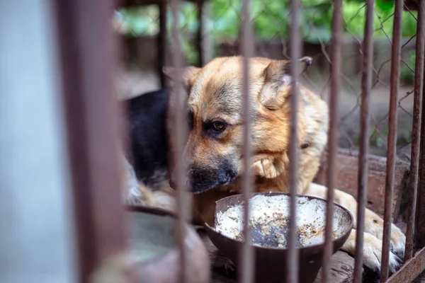 Yaşlı bir kuşhanede büyük üzgün bir çoban. Tonlanmış, tarz fotoğrafı.