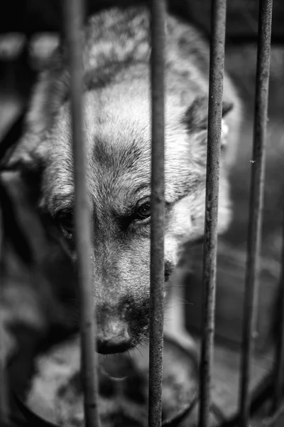 Big Sad Shepherd Old Aviary Monochrome Photo — Stock Photo, Image