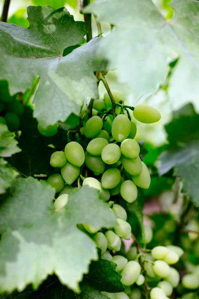 Hermosas Uvas Jóvenes Inmaduras Verano — Foto de Stock