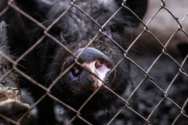 Vietnamca domuz çiftliği