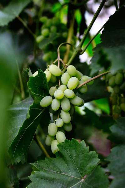 Hermosas Uvas Jóvenes Inmaduras Verano — Foto de Stock