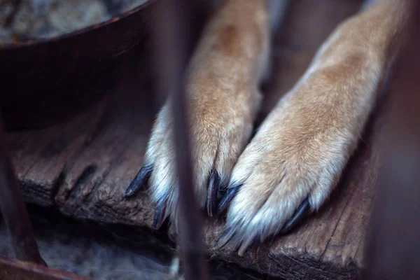 Yaşlı bir kuşhanede büyük üzgün bir çoban. Tonlanmış, tarz fotoğrafı.