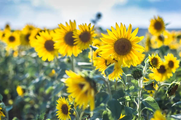 Öğleden sonra güzel ayçiçeği alan