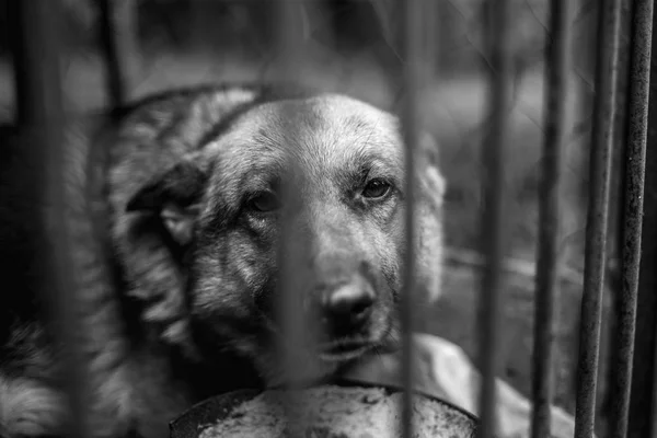 Gran Pastor Triste Viejo Pajarito Monocromo Foto — Foto de Stock