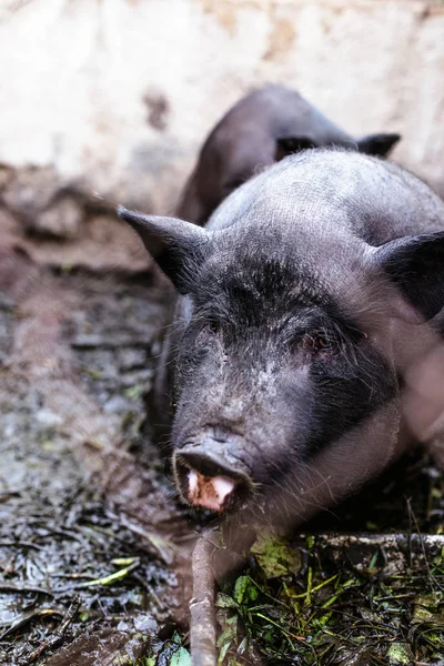 Vietnamese pigs on the farm