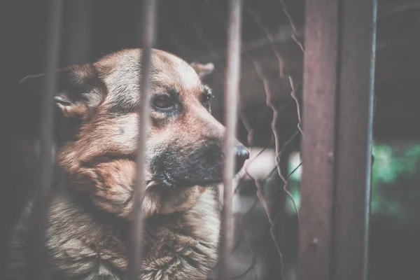 Een Grote Droevige Herder Een Oude Volière Getonen Stijl Foto — Stockfoto