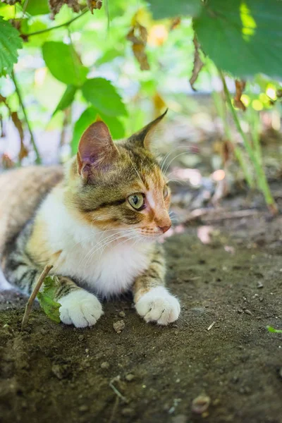 Rote Katze Garten Getöntes Stilvolles Foto — Stockfoto