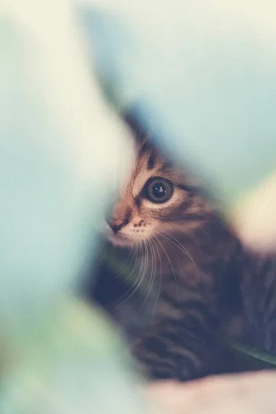 草の中にかわいいぶち子猫 — ストック写真