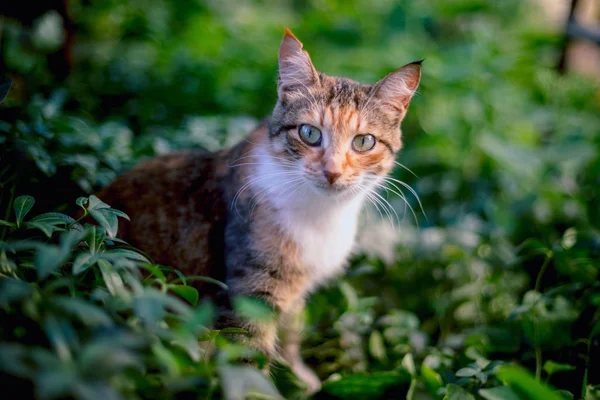 Red Hair Cat Grass — Stock Photo, Image