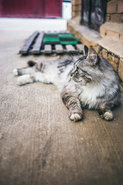 Eine Schöne Graue Katze Liegt Auf Dem Boden — Stockfoto