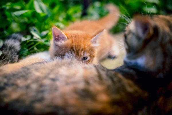 Red Haired Cat Feeds Red Haired Kitten — Stock Photo, Image