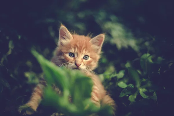 Chaton Rouge Mignon Dans Herbe — Photo