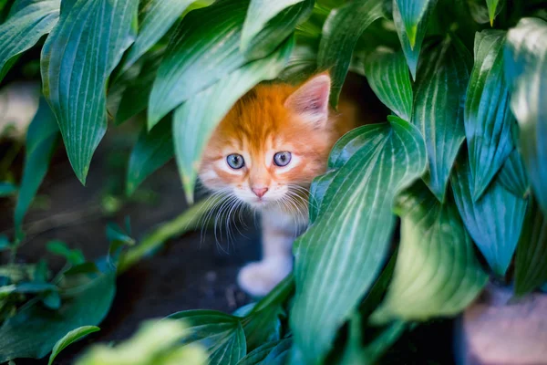 Cute Red Kitten Grass — Stock Photo, Image