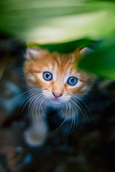 Aranyos Vörös Cica Fűben — Stock Fotó