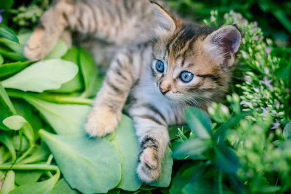 Carino Tabby Poco Gattino Erba — Foto Stock