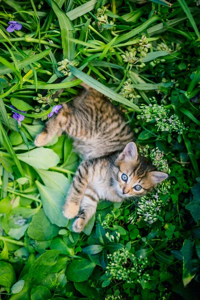 잔디에 귀여운 줄무늬 고양이 — 스톡 사진