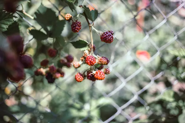 Verse Biologische Bramen Aan Struik — Stockfoto