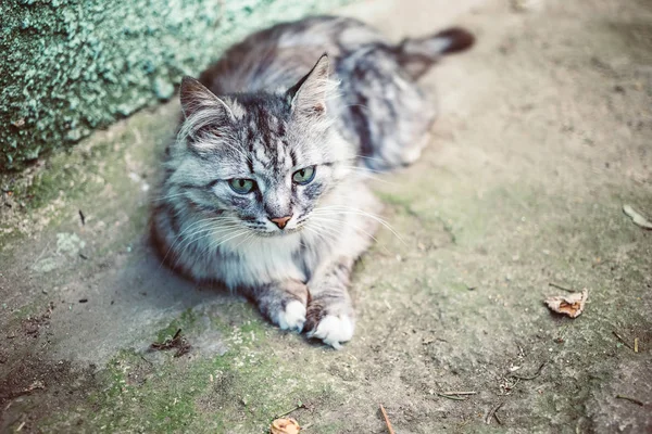 美しい灰色の猫は 村の地面にあります スタイリッシュなトーンの写真 — ストック写真