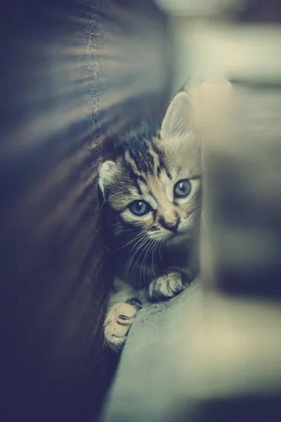 Cute Grey Little Tabby Kitten — Stock Photo, Image