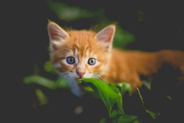 Roztomilý Červený Kotě Trávě — Stock fotografie