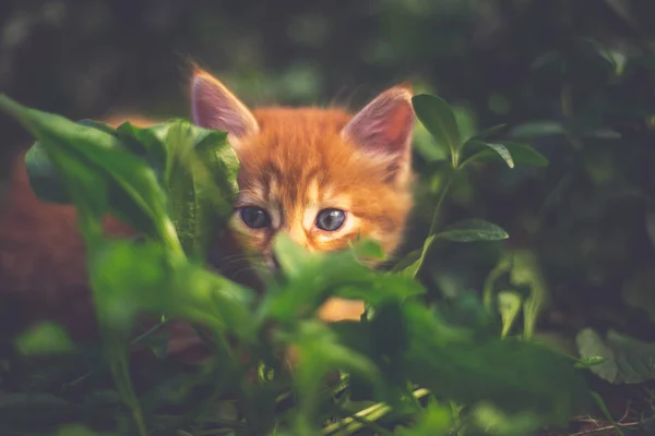 Gatinho Vermelho Bonito Grama — Fotografia de Stock