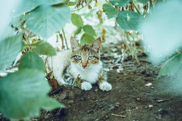 Gato Rojo Jardín Tonificado Foto Estilo — Foto de Stock