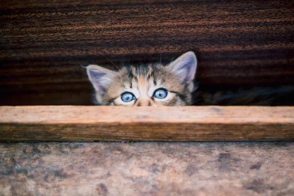 かわいいグレー子猫平織り — ストック写真