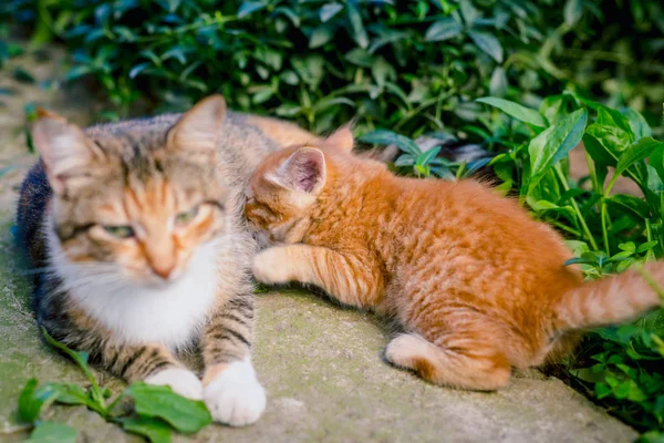 Red Haired Cat Feeds Red Haired Kitten — Stock Photo, Image