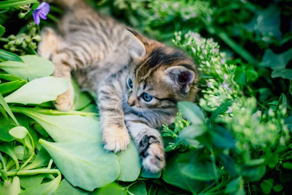 可爱的胖乎乎的小猫在草地上 — 图库照片