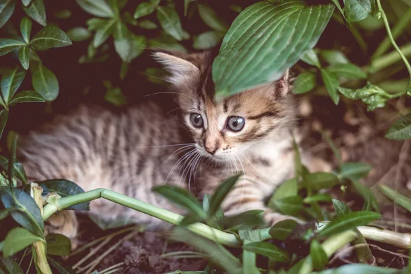 잔디에 귀여운 줄무늬 고양이 — 스톡 사진