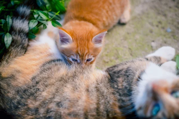 赤毛猫フィード赤毛の子猫 — ストック写真