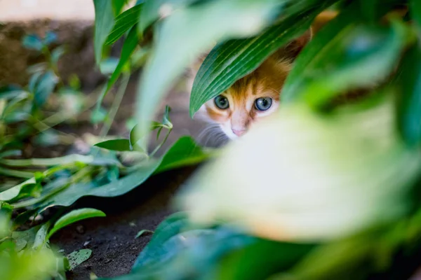 Cute Red Kitten Grass — Stock Photo, Image