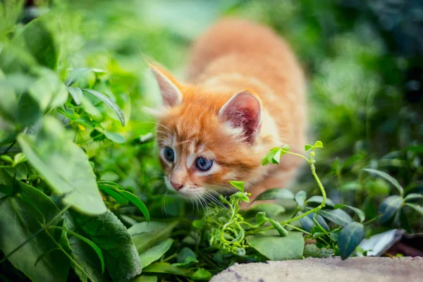 Ładny Kotek Czerwony Trawie — Zdjęcie stockowe