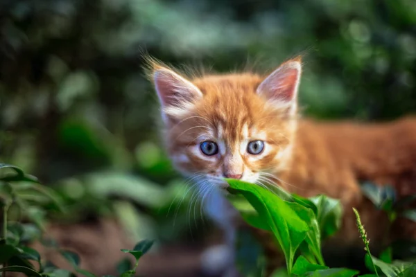 Милий Червоний Кошеня Траві — стокове фото