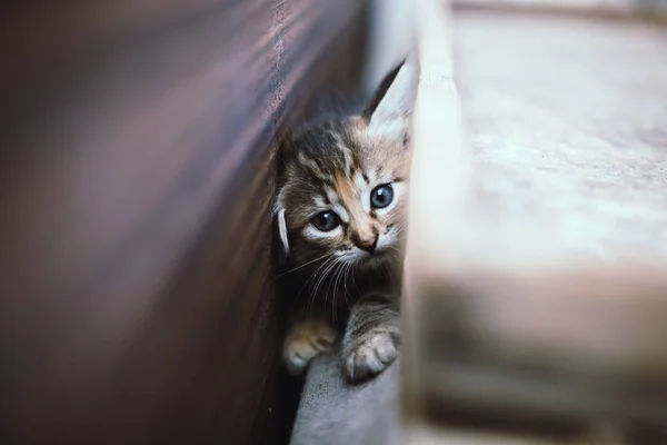 Lindo Gris Poco Tabby Gatito — Foto de Stock