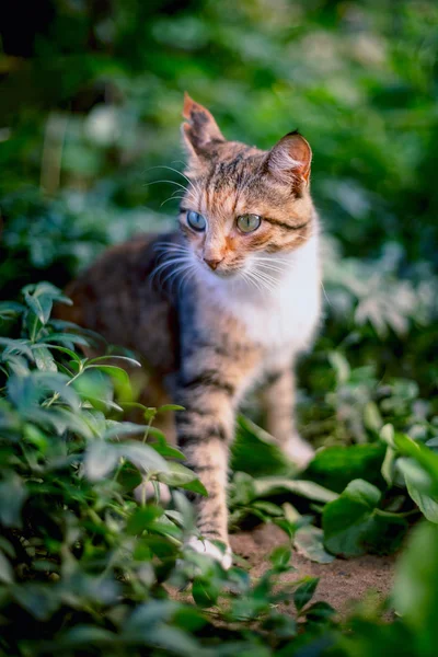 Rothaarige Katze Gras — Stockfoto